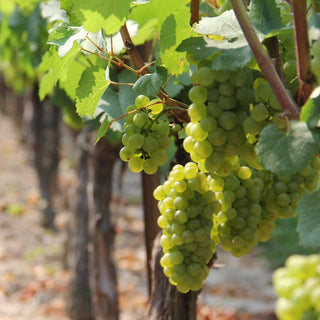 Canada Winery Tours Canadian Craft Tours & Charters