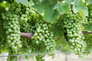 Langley Wine Tours: A Charter Guide to the Fraser Valley's Best Wineries