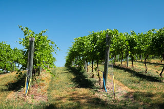 Experience the Best of BC’s Wine Country: Langley Wine Tours You Don’t Want to Miss